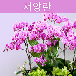 ������ ī�װ��� #4