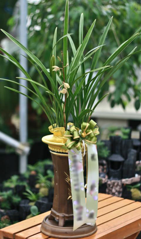 ����� �Ƕ�