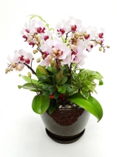 ��Ʋ��! ����Į��!